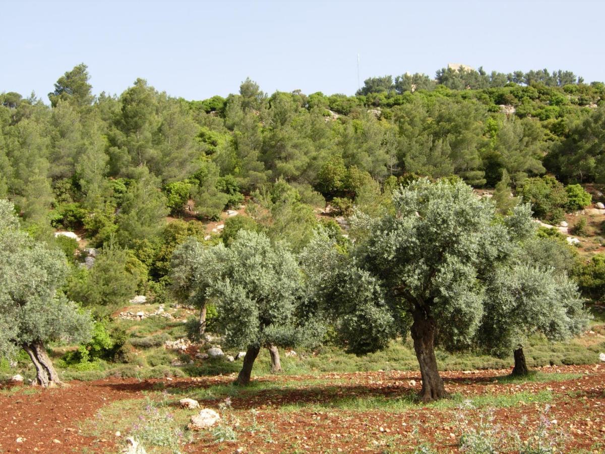 Ajloun Hotel Exterior photo