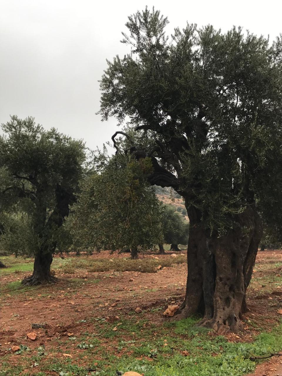 Ajloun Hotel Exterior photo